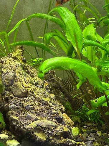 akvarium qrunt: Komplektdə görünən əsas hissələr: - Şüşə akvarium - Üst hissədə — 6