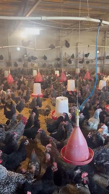 sort keci: Super Sort Lider 55 və Qara çil Xarkov Toyuqlarinin mayali yumurtasi — 3