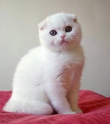 Quşlar: Şotland yastı qulaq — 4