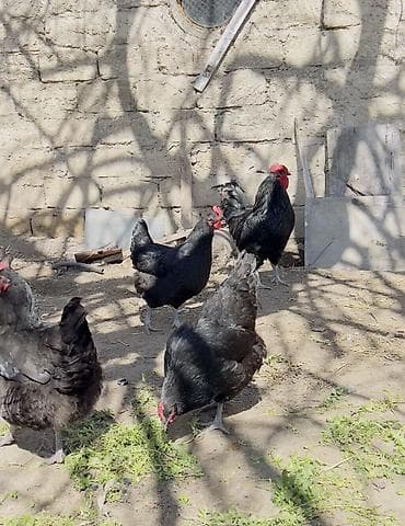 Erkək, Damazlıq, Ödənişli çatdırılma