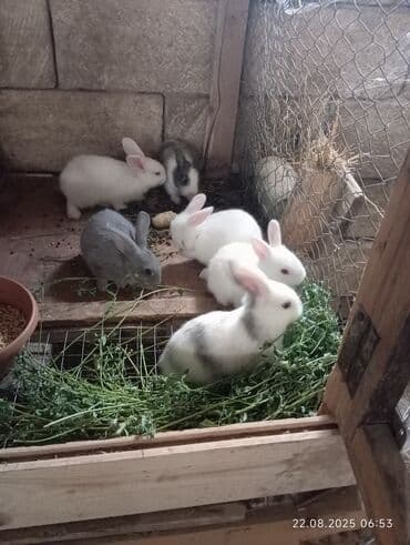 en iri it cinsi: Satılır: Ev şəraitində bəslənmiş balaca dovşanlar 5 eded qalib — 2