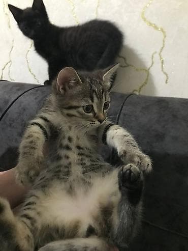 tüklü pişiklər: Yaxşı əllərə — 2