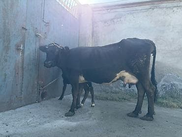 donuz balası: 15 litir süd verir 4 qarına doğun Balası erkeydi — 2
