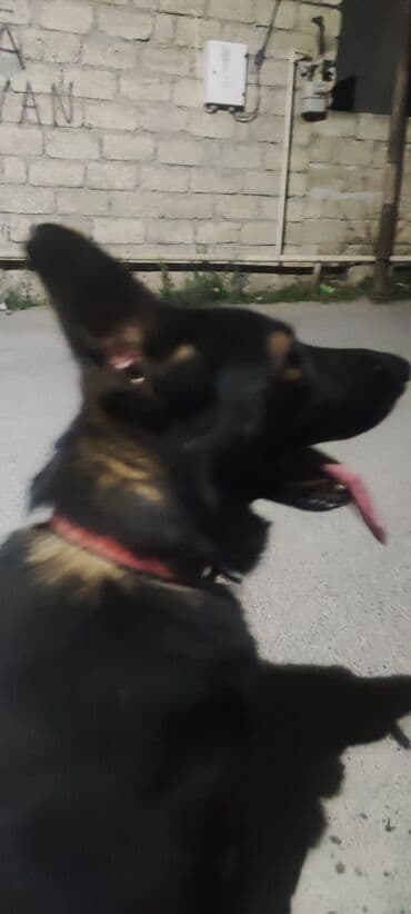 çoban iti satılır: Alman çoban iti, 1 il, Erkek, Peyvəndli, Ünvandan götürmə — 2