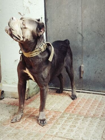 Gəmiricilər: Kane-Korso, Peyvəndli — 6