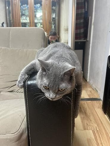 Pişiklər: Britan, Erkək, Cütləşmə üçün, Pulsuz çatdırılma — 3