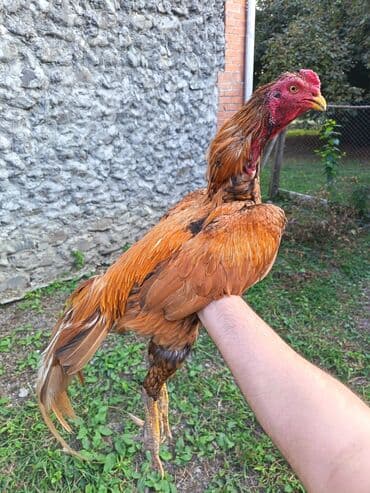 Toxum Ucun Ela Heyvandir 3 Uduwu Olub Hal Hazirda 1 yas 5 ayliqdir