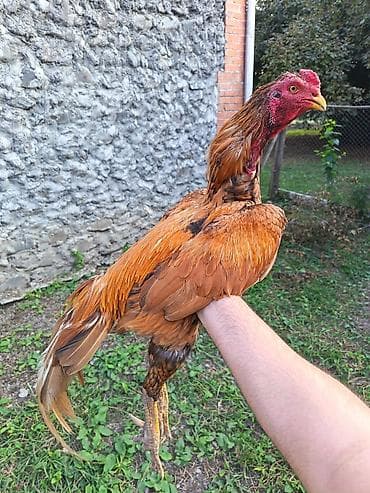 alabai satilik: Toxum Ucun Ela Heyvandir 3 Uduwu Olub Hal Hazirda 1 yas 5 ayliqdir — 1