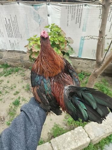 azeri it adlari: Salam heyvan tam saqlam heyvandir 1 il yarinliqdu whatcap akdivdir — 2