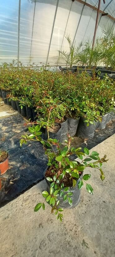 sarmaşiq: Ağ sarmaşıq qızıl gül gözəl görnümlü çox sürətlə böyüyür — 2