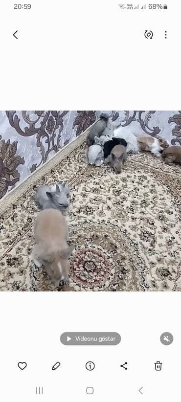 Heyvanlar üçün mallar: Miniatür dovşan balaları – müxtəlif rəng və naxışlarda 1ededi 6 m - — 3