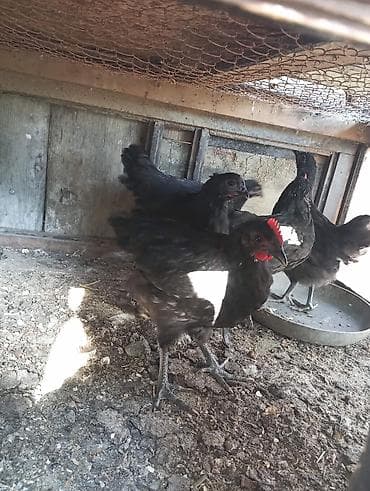 heyvan bazari quslar: Toyuq, Australorp, Damazlıq — 3