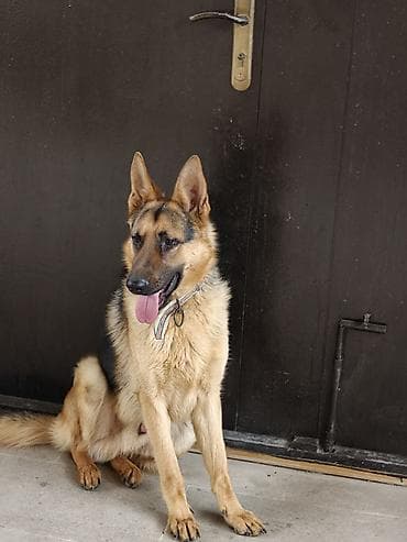 afcarka alman: Alman çoban iti, 11 ay, Erkek, Peyvəndli, Ünvandan götürmə — 2