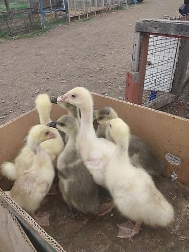 Digər heyvanlar: 9 denedir hamsni gotren olsa 14 le 2hefdelikk — 2