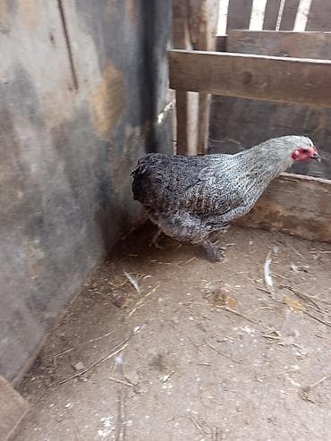 Yemlər: Toyuq, Brama, Damazlıq — 4