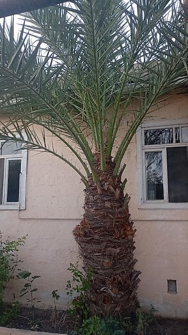 pomidor şitili satışı: Xurma xurması (Phoenix dactylifera) palma ağacı - Hündürlüyü — 6