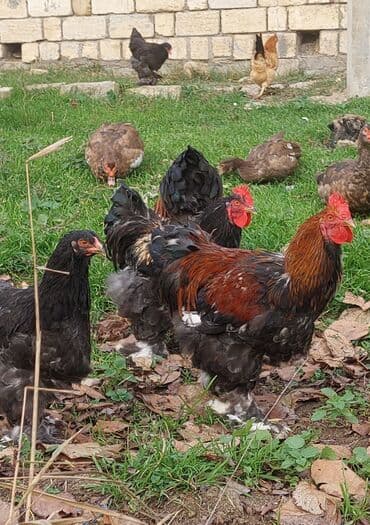 Ördəklər: Toyuq, Brama, Damazlıq, Ödənişli çatdırılma — 5