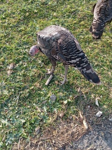 Məhsul: Hinduşka sürüsü Təsvir: - Şəkillərdə ağ və tünd — 2