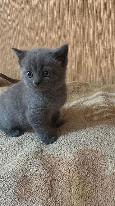 pişiy adları: Boz rəngli bala pişiklər - Növ: ev pişiyi (qısa tüklü, boz rəng — 1