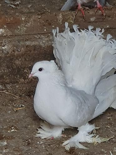 feniks quşu: Məhsul: Bəzəkli göyərçinlər – ağ rəngli, quyruğu yelpikvari Təsvir: - — 8
