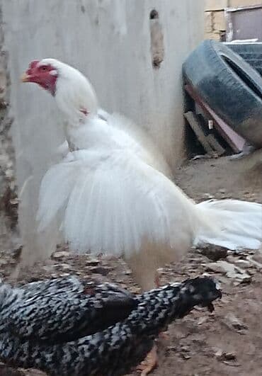 keci satışı tap az: Xoruz, Heyratı, il: 1, Ünvandan götürmə — 3