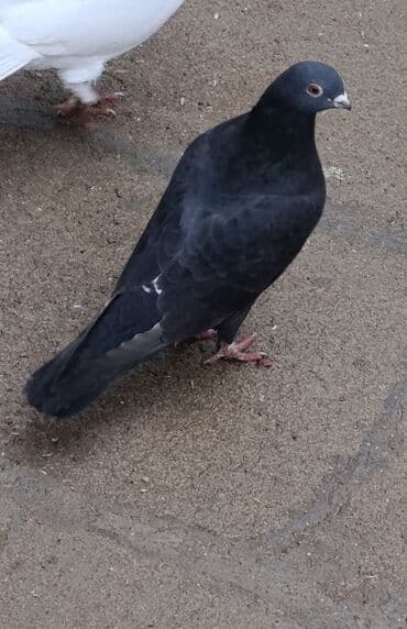 породистые собаки в добрые руки: İkisi 12 quyruq. Qalanlari 16-17-18 quyruqlardi Əksəriyyəti tutulmadı — 6