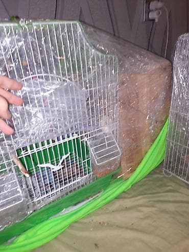 Gəmiricilər: 1cüt karella qəfəs yem və su qabilari yellənçək yuva qusdarda hazır — 4