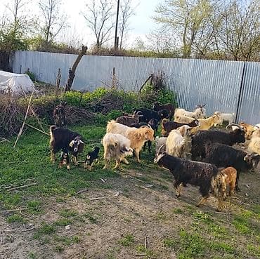 heyvanlara verilən xüsusi adlar: Satılır 17 Ana 17 bala Əlavə məlumat üçün (051)318-72-12 — 2