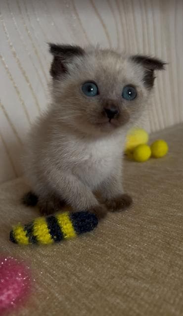 pişim: Siam, Erkək, Dişi — 2