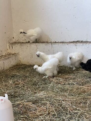 simmental inək cinsi: Toyuq, Damazlıq — 9