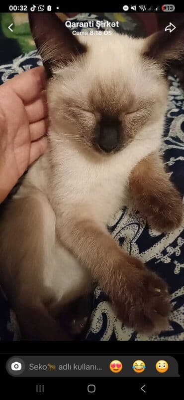 где можно купить котенка: Siam — 1