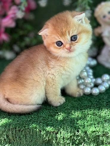 pisik şotlant: Şotland yastı qulaq — 4