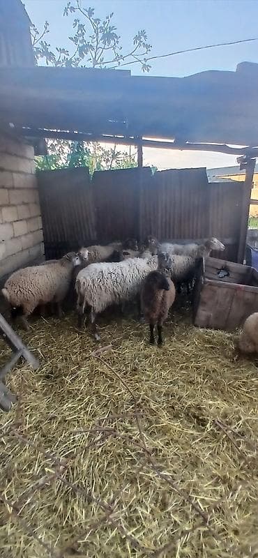 Asagi yeri var — 3