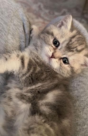 cutlesdirmek ucun pisik: Britan — 2