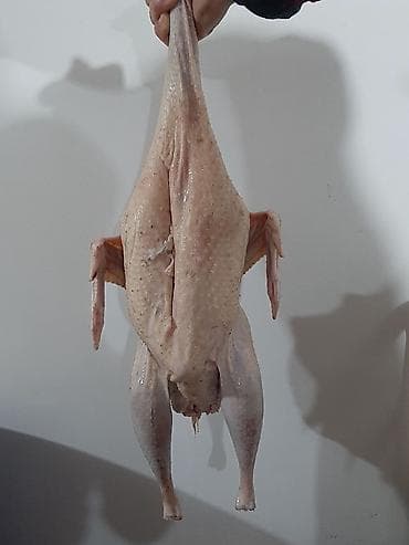 Gəmiricilər: Satılır: hinduşka əti kiloqramları 3 5 arası dəyişir Məhsul — 3