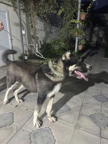 it alanlar: Qurdbasar, 8 ay, Erkek, Peyvəndli, Ünvandan götürmə — 3