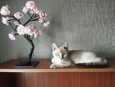 pişik tap az: Siam, Erkək, Yaxşı əllərə — 1