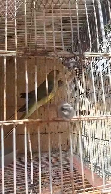 bala tutuquşu: Pevçiy popuqay
Cütü 150 AZN — 3
