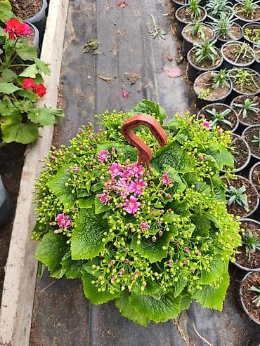 Rəngarəng mövsümi bəzək gülləri – istixanadan birbaşa Məhsul: - at lalafo.az Rəngarəng mövsümi bəzək gülləri – istixanadan birbaşa Məhsul: -