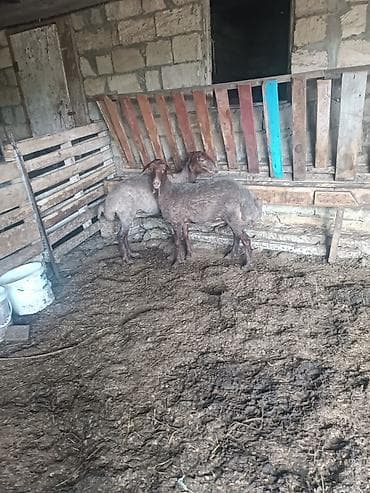 Dişi, Qala, il: 1, Damazlıq