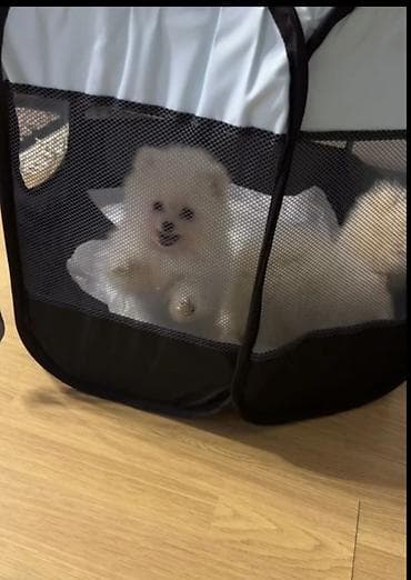 Şpitz, 2 ay, Dişi, Sənədli, Rayonlara çatdırılma