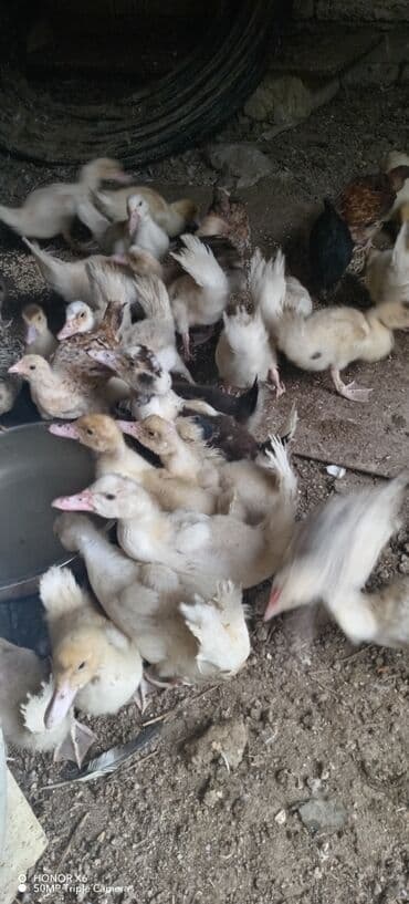 zumrud ordək: Məhsul: Muskovi (Hind) ördəkləri – müxtəlif rənglərdə sürü Təsvir: - — 20