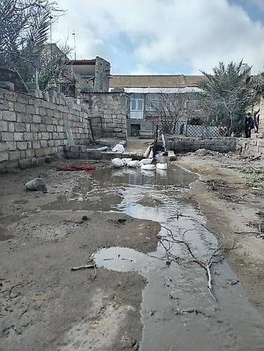 Şirniyyat məhsulları: Məhsul: Ördək yumurtası Pekin ordek yumurtası tam arginal mayali — 6