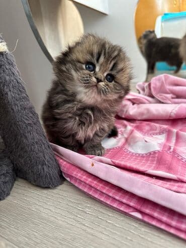 pişiklərin satışı: Şotland yastı qulaq, Erkək, Dişi — 9