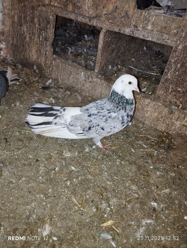 danışan tutuquşu satışı: Qiymət 1-ne aiddir.boz əbrəş erkek 16 tük,mor çəp erkək 18 tük.Əbrəş — 10