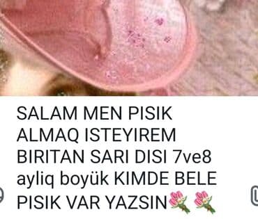 sarı pişik: Dişi — 1