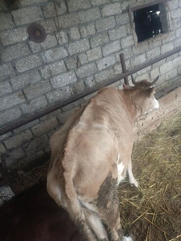 dovşan qiymətləri: Dişi, il: 1, 150 kq, Ətlik, Ünvandan götürmə — 4