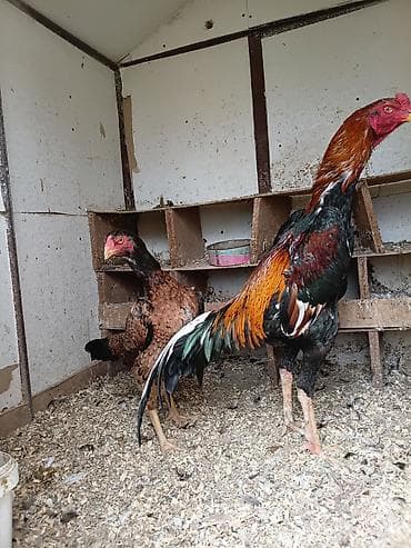 toyuq ayagi: Toyuq, Damazlıq, Ünvandan götürmə — 4