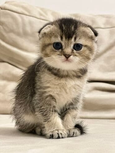 сколько стоит вислоухий кот: Шотладская вислоухая, Самка, В добрые руки, Платная доставка, Самовывоз — 3