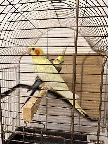 Nimfa (Cockatiel) papuqayları – evdə saxlanılan dekorativ quşlar - lalafo.az -da Nimfa (Cockatiel) papuqayları – evdə saxlanılan dekorativ quşlar -
